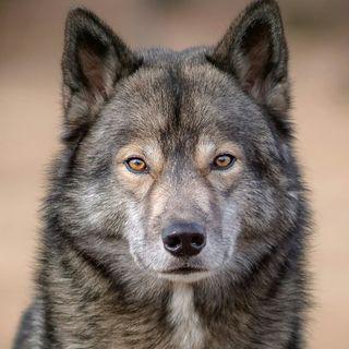 Foto de Wolf look-alike Siberian Husky